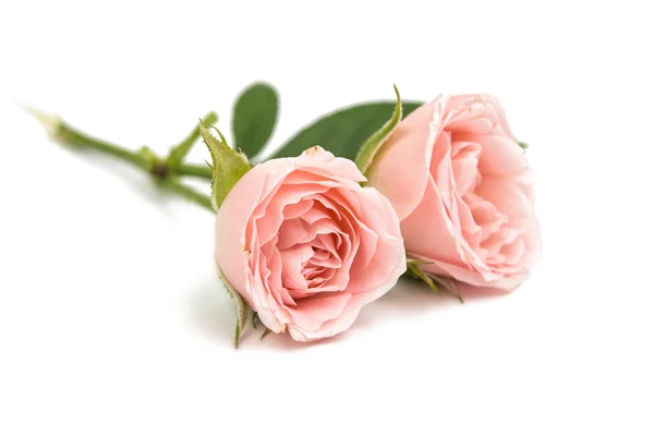 Mała róża na białym tle — Zdjęcie stockowe