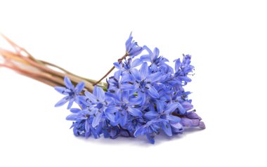 Sibirya Squill 'i (Scilla Siberica)