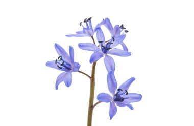 Sibirya Squill 'i (Scilla Siberica)
