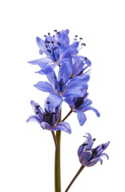 Sibirya Squill 'i (Scilla Siberica)