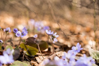 İlk bahar çiçekleri