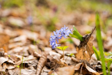 unblown vahşi büyüyen squill (Scilla bifolia), mavi erken Bahar 