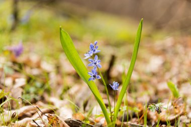 unblown vahşi büyüyen squill (Scilla bifolia), mavi erken Bahar 