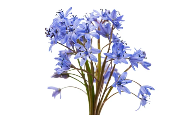 Calamar siberiano (Scilla siberica) — Foto de Stock