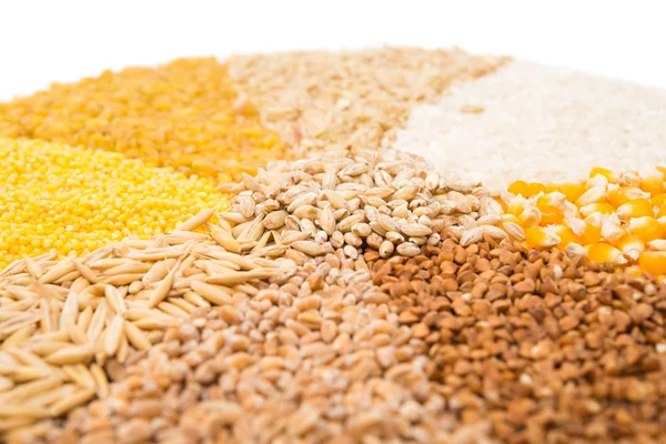 Coleção Conjunto de grãos de cereais — Fotografia de Stock