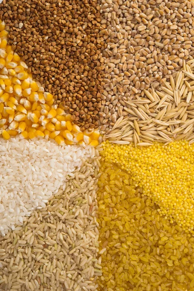 Coleção Conjunto de grãos de cereais — Fotografia de Stock