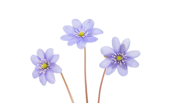 Hepatica nobilis isolato — Foto Stock