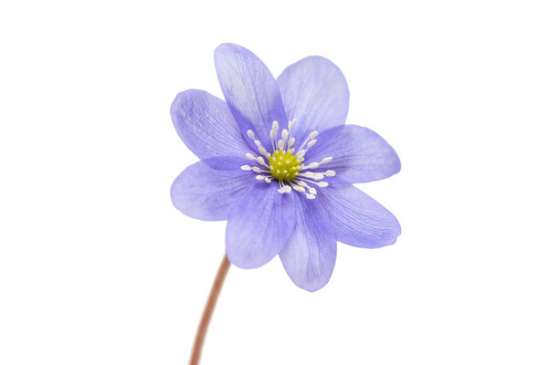 Hepatica noches is isolated
 