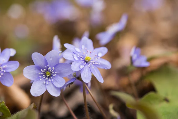 First spring flowers — Stock Photo, Image