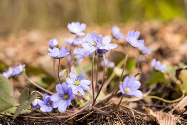 Premières fleurs printanières — Photo