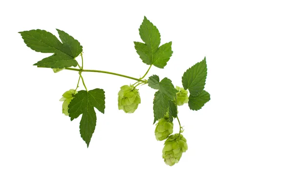 Hop cones isolated — Stock Photo, Image