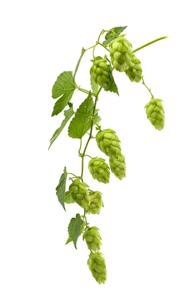 Hop cones isolated — Stock Photo, Image