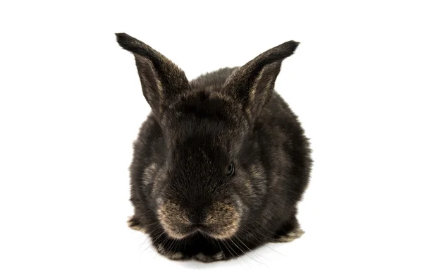 Lite kaniner jag — Stockfoto