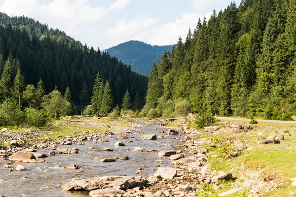Carpathian mountains and wild forest. — Stock Photo, Image