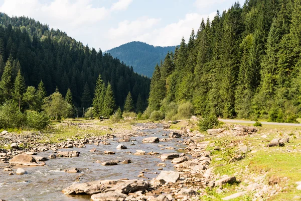 Karpaterna och vild skog. — Stockfoto