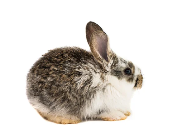 Małe króliki i — Zdjęcie stockowe