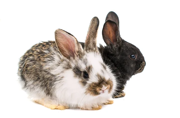 Pequeños conejos i — Foto de Stock