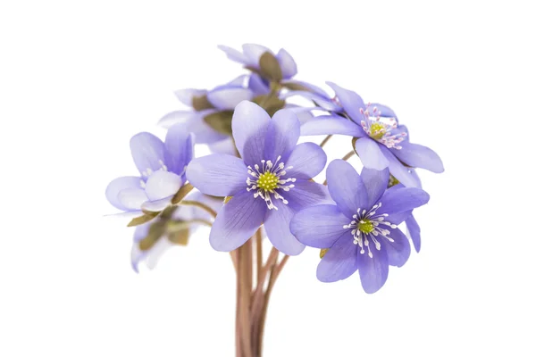 トルコギキョウの花が美しい — ストック写真