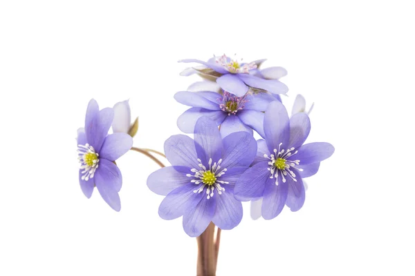 Eustoma flor bonita — Fotografia de Stock