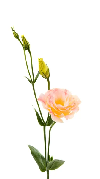 Eustoma çiçek güzel — Stok fotoğraf