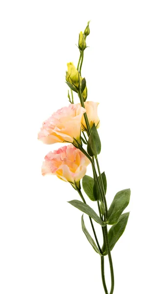 Flor eustoma hermosa — Foto de Stock