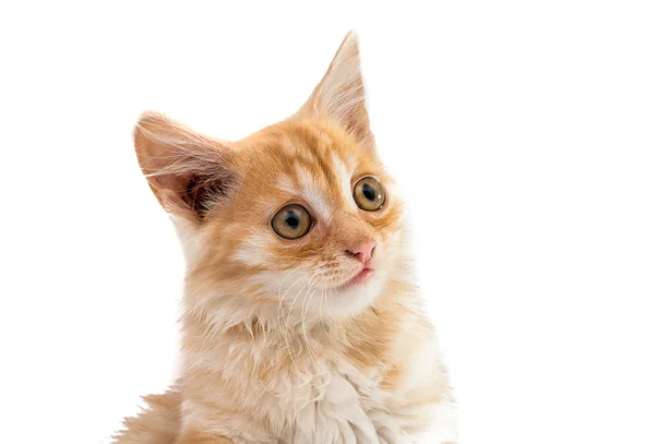 Імбир кошеня ізольовані — стокове фото