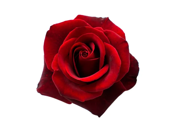 Red rose isolated — Stock Photo, Image