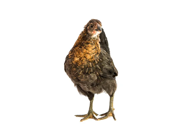 Mladé kuře izolované — Stock fotografie