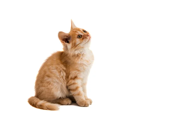 Ginger kattunge isolerade — Stockfoto