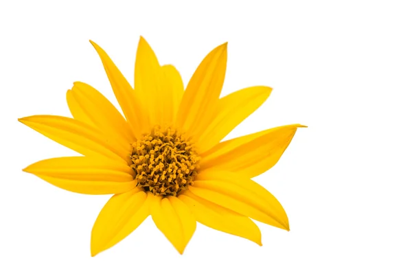 Yellow flower isolated — Stock Photo, Image