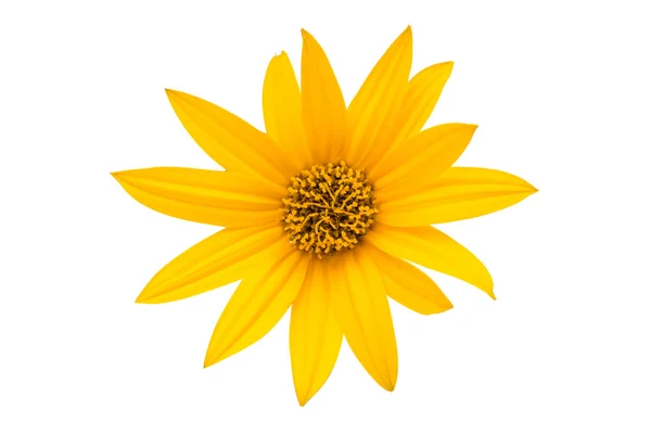 Gelbe Blume isoliert — Stockfoto
