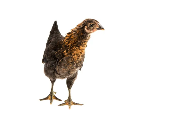 Mladé kuře izolované — Stock fotografie