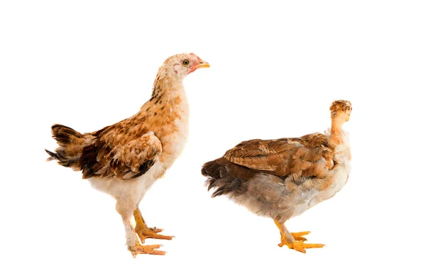 Young chicken isolated — Stock Photo, Image