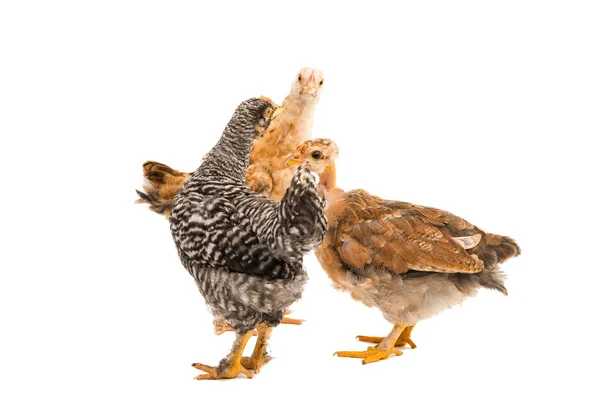 Young chicken isolated — Stock Photo, Image