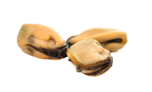 Μύδια απομονωμένες coo — Φωτογραφία Αρχείου