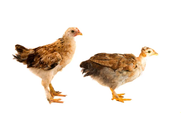 Elszigetelt fiatal csirke — Stock Fotó