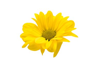 izole sarı kasımpatı çiçekleri 