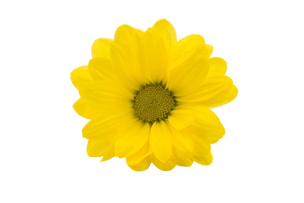 Flores de crisantemo amarillo aisladas —  Fotos de Stock