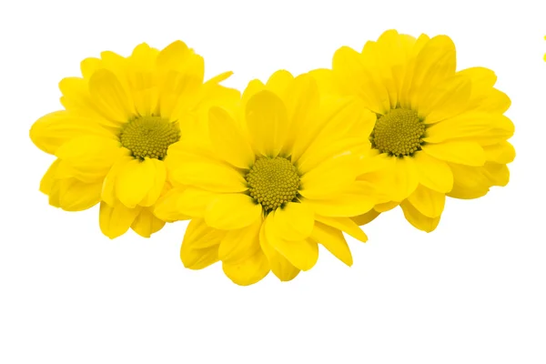 Fiori di crisantemo giallo isolati — Foto Stock