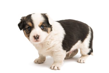 İzole Alabai köpek yavrusu 