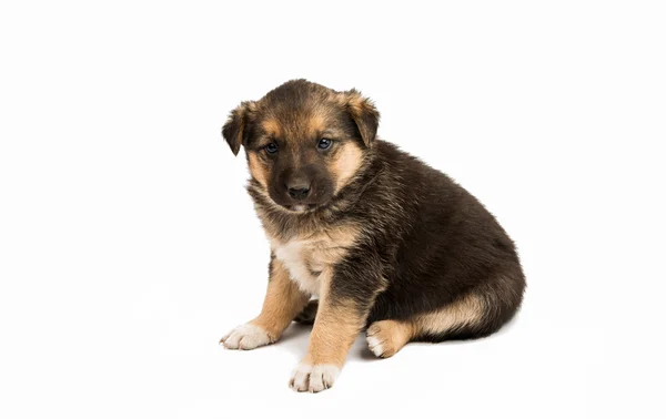 Herdehund valpar valp isolerade — Stockfoto