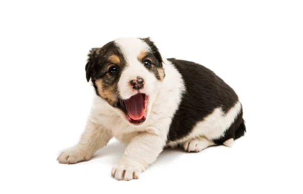 Alabai puppy isolated — Stock Photo, Image