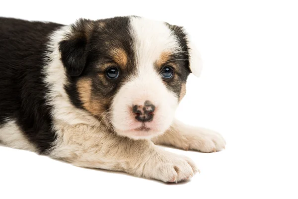 Herdehund valpar valp isolerade — Stockfoto