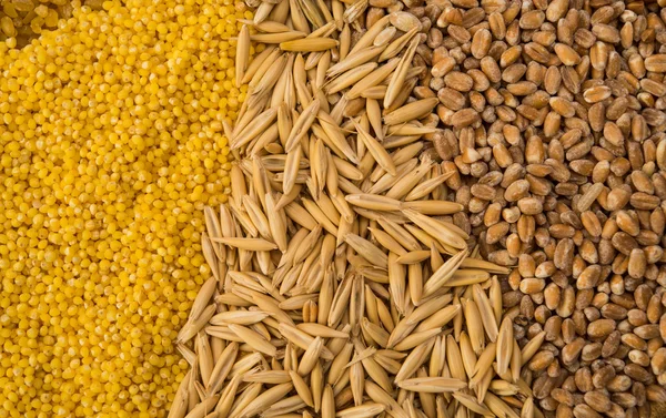 Collection Set of Cereal Grains — Stock Photo, Image