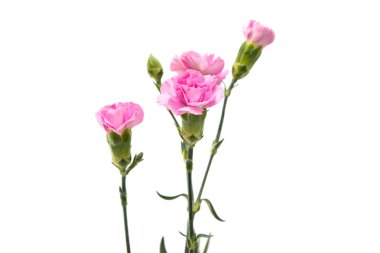 Karanfil çiçeği izole 