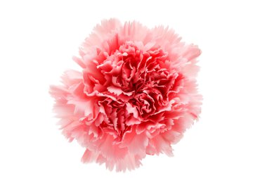 carnation flower isolated  clipart