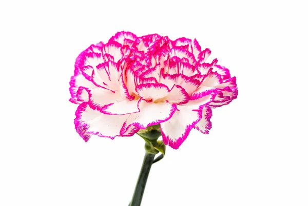 Goździk kwiat na białym tle — Zdjęcie stockowe