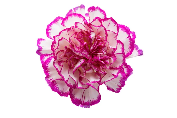 Carnation blomma isolerade — Stockfoto