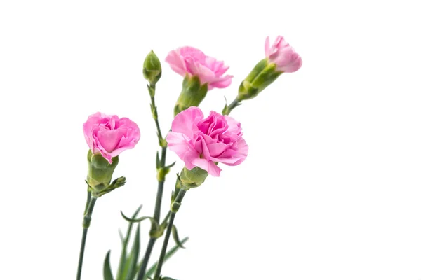 Karanfil çiçeği izole — Stok fotoğraf