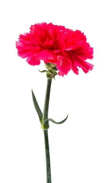 分離されたカーネーションの花 — ストック写真